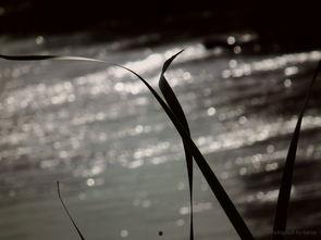 黄河裸泳爆料视频,揭秘网络爆料的背后真相 第1张 黄河裸泳爆料视频,揭秘网络爆料的背后真相 第1张